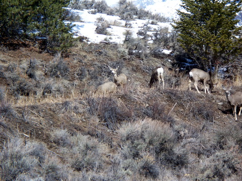 Wild life