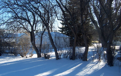 Back yard