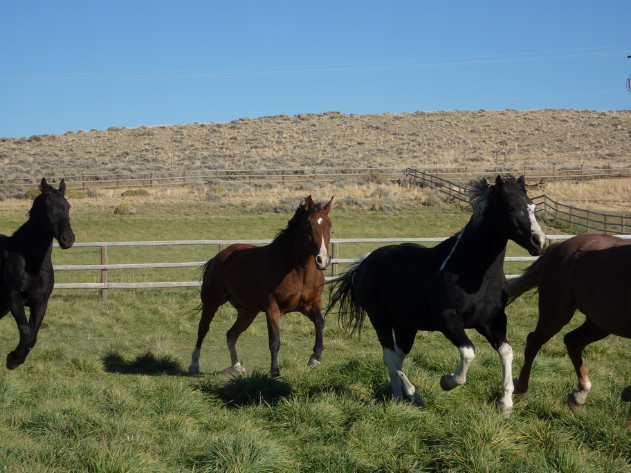 Horses